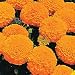 Marigold Seeds - Marigold Antigua Orange Hybrid