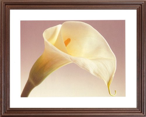 Calla Lilly Flower Floral Contemporary Wall Decor Picture Framed Art Print