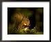 Red Squirrel, Scotland Framed Art Poster Print by Mark Hamblin, 22x18