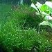 Aquarium plant 4 x 4 Coffee cup size package Healthy Java Moss