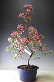 盆栽　紅サンザシの鉢植え盆栽(中）　今年の開花は終わっております。