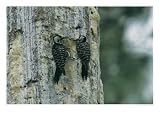A Pair of Endangered Red Cockaded Woodpeckers Sit by Their Hole Animals Photographic Poster Print by Taylor S. Kennedy, 24x18