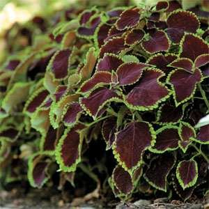 Coleus Chocolate Mint - 20 Seeds