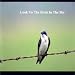 Look To The Birds In The Sky