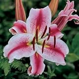 Hot Lips Hybrid Oriental Lily 2 Bulbs: White with Dark Pink Stripes and Speckles - B000OF7YBO
