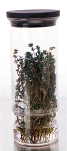 Childrens Toyshop  Kitchen & Housewares : Progressive International Herb Keeper