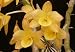 Dendrobium Yellow Ribbon 'Delight' x self