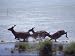 Sika Deer Running Through Marsh Water, Chincoteague, Virginia Photographic Poster Pri...