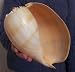Rare Crowned Pacific Melon Shell Diadema Seashell Decor