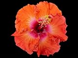 Cajun Color Hibiscus Orange Delight