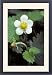 Framed Prints of Wild Strawberry from Ardea Wildlife Pets