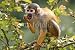 Wallmonkeys Peel and Stick Wall Decals - Singe Saïmiri - Removable Graphic
