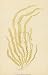 Ulva Linza by Unknown. Size 10.36 inches width by 19.82 inches height. High Quality Art Poster Print