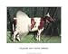 Ballerina Cow, Art Poster by Barry Downard