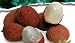 Melissa's Fresh Lychees, (2 lb)