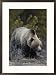 Close view of a grizzly scanning the ground as he feeds on roots Subject Framed Art Poster Print by Michael S. Quinton, 21x29