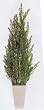 27" SAGE GRASS/4PC