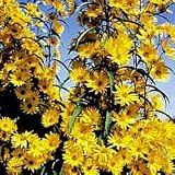 Maximillian Sunflower - Plants