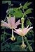 Banana Passion Fruit Passiflora Mollisim 10 Seeds