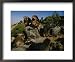 Male Gelada Bares his Teeth at an Intruding Bachelor Male Framed Art Poster Print by Michael Nichols, 22x18