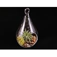 BUY : Air Plant Tillandsia Bromeliads Kit Teardrop Terrarium with Pebbles and Moss Great Little Houseplant By Hinterland Trading