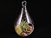 Air Plant Tillandsia Bromeliads Kit Teardrop Terrarium with Pebbles and Moss Great Little Houseplant By Hinterland Trading
