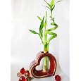 BUY : 9GreenBox - Live Spiral 3 Style Lucky Bamboo Plant Arrangement w/Heart Shape Ceramic Vase