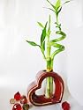 9GreenBox - Live Spiral 3 Style Lucky Bamboo Plant Arrangement w/Heart Shape Ceramic Vase