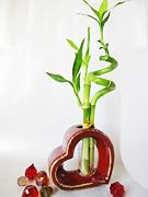 Floral 9GreenBox - Live Spiral 3 Style Lucky Bamboo Plant Arrangement w/Heart Shape Ceramic Vase