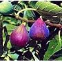 1 Hardy Chicago Edible Fig Plant - Ficus - Hardy