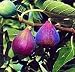 1 Hardy Chicago Edible Fig Plant - Ficus - Hardy