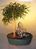 Bonsai Boy's Willow Leaf Ficus Bonsai Tree - Stone Landscape Scene Ficus Nerifolia Salisafolia Bonsai Boy's Willow Leaf Ficus Bonsai Tree - Stone Landscape Scene Ficus Nerifolia Salisafolia