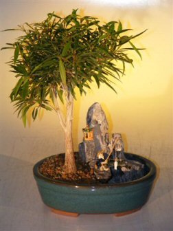 Bonsai Boy's Willow Leaf Ficus Bonsai Tree - Stone Landscape Scene Ficus Nerifolia Salisafolia