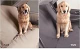 Medium SUV / Station Wagon Rear Pet Seat Cover - 54" Wide
