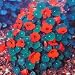 Nasturtium 'Princess of India' Flower Seeds