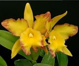 Blc Melinda Wheeler 'Mendenhall' HCC/AOS x Potinara Frank Gilmore 'Mendenhall' AM/AOS