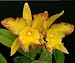 Blc Melinda Wheeler 'Mendenhall' HCC/AOS x Potinara Frank Gilmore 'Mendenhall' AM/AOS