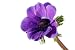 Purple Anemone Flower Isolated on White Background - 24