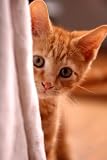 Kitten collars fear