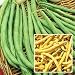 Two Best Bush Beans Seed Packet
