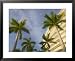 Detail of Westin Lucaya Resort, Grand Bahama Island, Caribbean Framed Art Poster Print by Walter Bibikow, 31x25