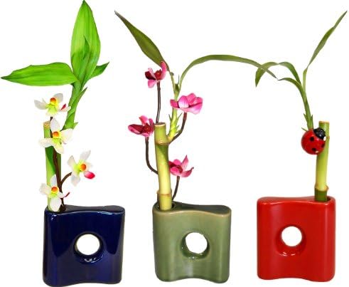 Gogogreen88 - 10 Pack Gift Set Single Stem Bamboo in Slim, Circle Cutout Mini Pot W/accessory