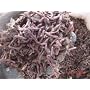Red Wiggler Worms