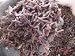 Red Wiggler Worms