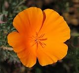 41XNB%2BlAq5L. SL160  California Poppy Seeds
