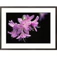 Close View of a Pink Azalea with the Stamen Jutting Out Framed Photographic Poster Print by Brian Gordon Green, 29x21