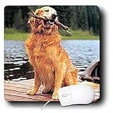 Dogs Golden Retriever - Golden Retriever - Mouse Pads