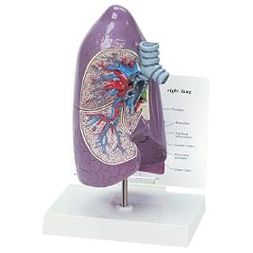GPI Anatomical Pulmonary Lung Model
