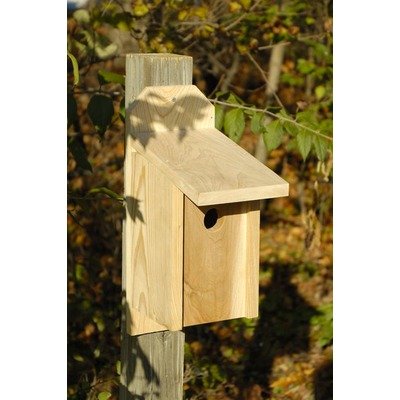 Western Bluebird Bird House Solid Cypress
