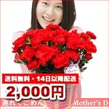 ｍ100【遅れてごめんね】【5/14から順次配送】送料無料　荻野さんちの赤いカーネーション花鉢　ピンクバスケット入り【母の日】【沖縄・離島は配送いたしません】【2012母の日】